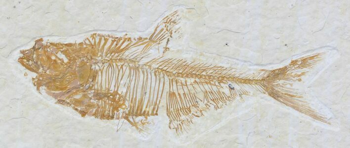 Diplomystus Fossil Fish - Wyoming #32789